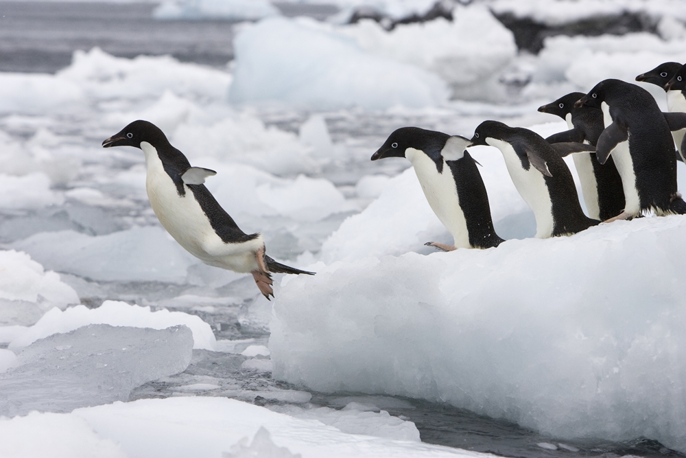 leadership penguins